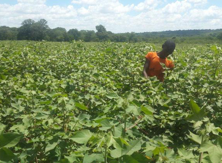 Mrs Silibaziso Makovere, a farmer contracted by The Cotton Company of Zimbabwe works on her 3 ha cotton field in Vere area in Sanyati recently
