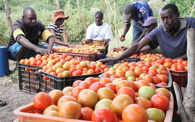 Farmers grade tomatoes after the harvest. This is the first step in the tomato puree production value chain