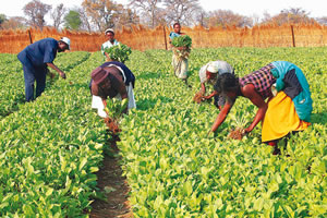Irrigated tobacco planting begins
