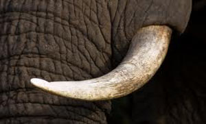 Elephant tusk lands man in trouble