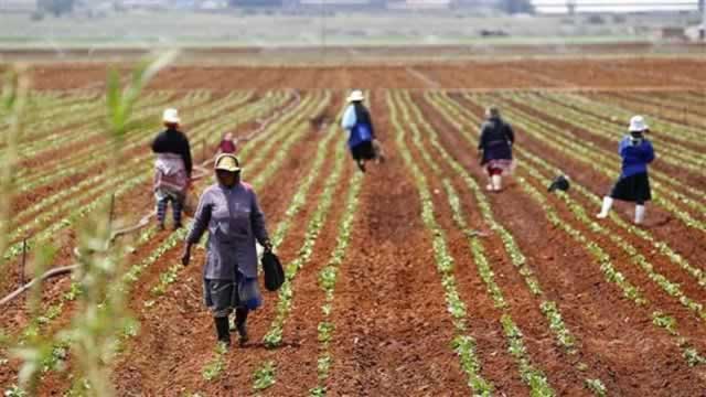 Decline in agric activity hampers economic growth