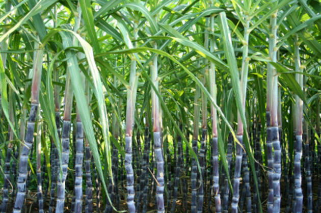 sugar-cane-plantation