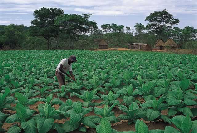 The business of tobacco farming