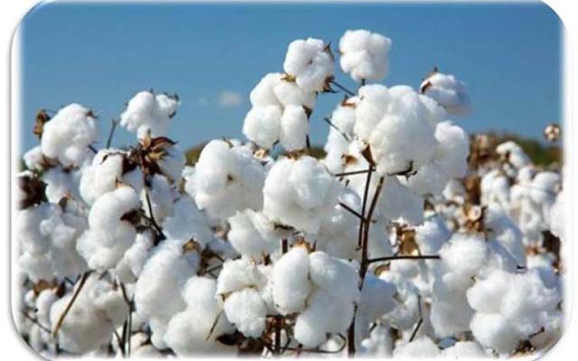 Farmers demand better prices, as cotton picking begins