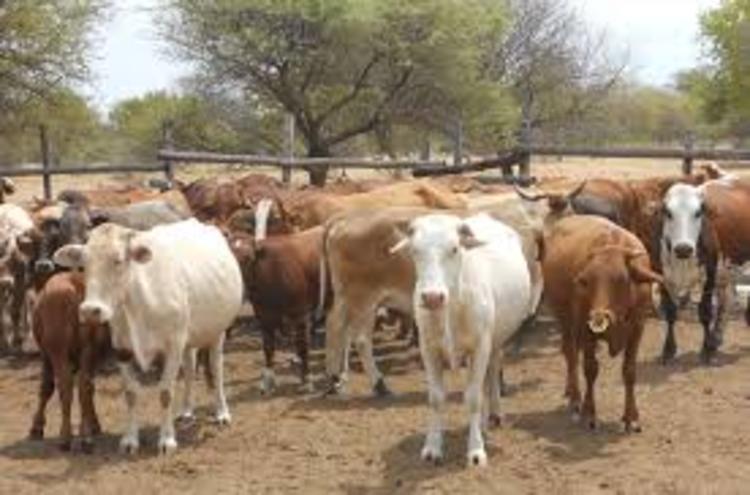 FAO, partners move to restore Mat South’s degraded rangelands