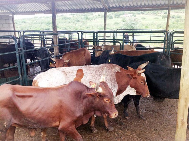 Cattle at the Komati Downstream Development Project Singeni Investment in Swaziland