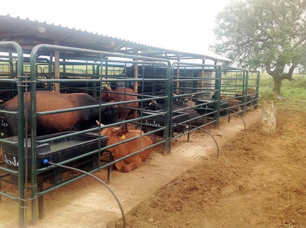 Cattle ready for the market at a pen fattening project in Swaziland