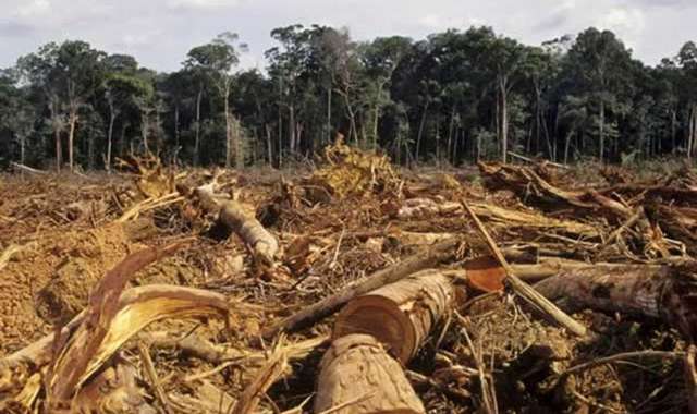 Nyaradzo Group, churches fight deforestation