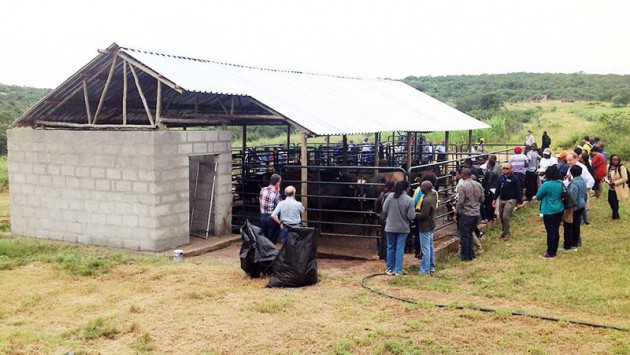 Delegates witness witness a cattle auction during a field visit