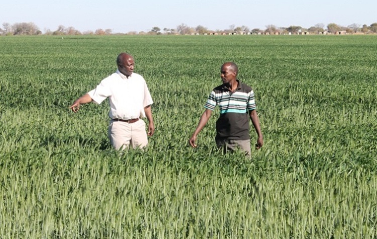 Arda chairperson Mr Basil Nyabadza (left) and an official inspects a wheat crop at Jotsholo Estate in Lupane last year. Capacity at most Arda estates has increased to around 75 percent