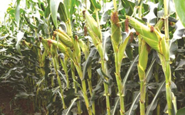 Suitable (maize) crop hybrid varieties for specific agro ecologies
