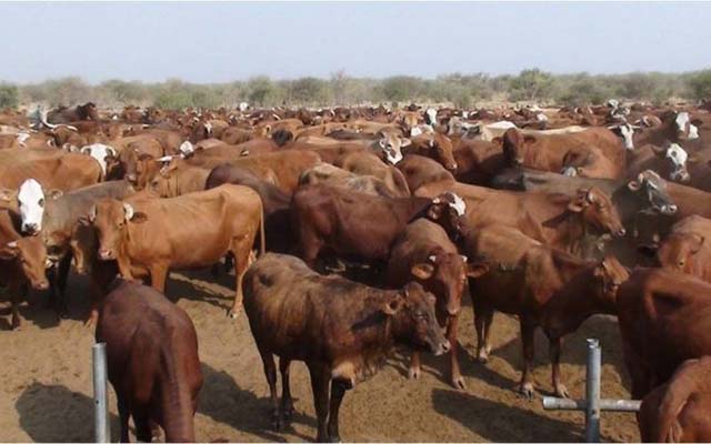 Veterinary Services vaccinates 4 000 cattle