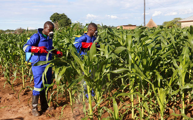 ‘Be able to spot the difference between fall and African armyworms’