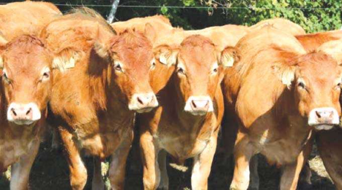 Rare disease kills cattle in Gutu