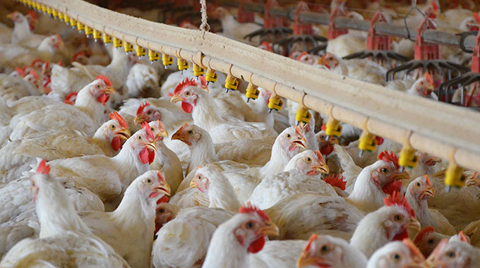 Poultry industry makes giant strides