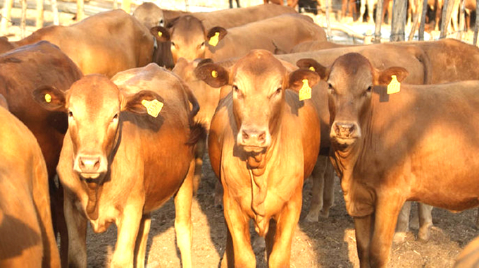 Farmers embrace Command Livestock