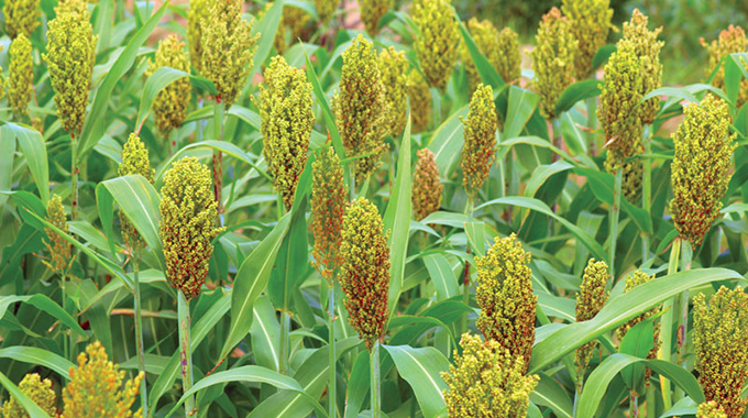 Going against the grain with sorghum pays off for farmer