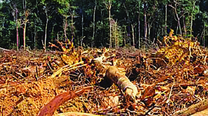 Decoding tobacco-driven deforestation