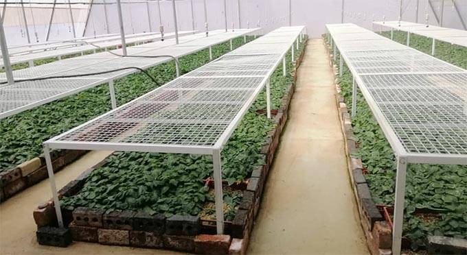 ‘Green house farming, a climate resilient initiative’