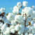 Editorial Comment: Industry must capitalise on cotton harvests
