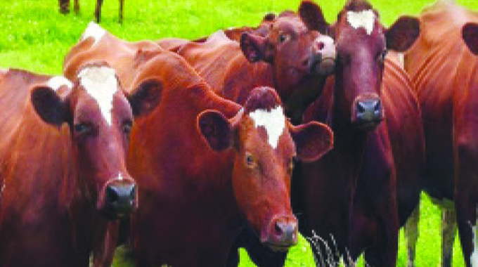 Mobile app to assist beef farmers