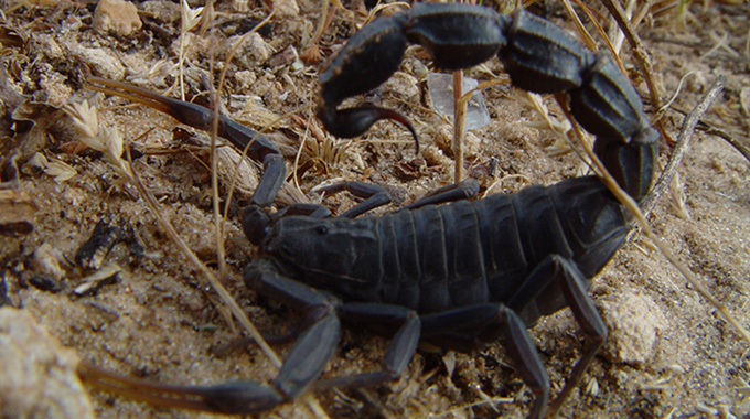 Black scorpion kills Chiredzi woman