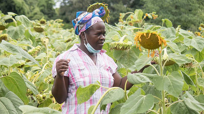 ‘Plant sunflower between November and December to optimise yields’