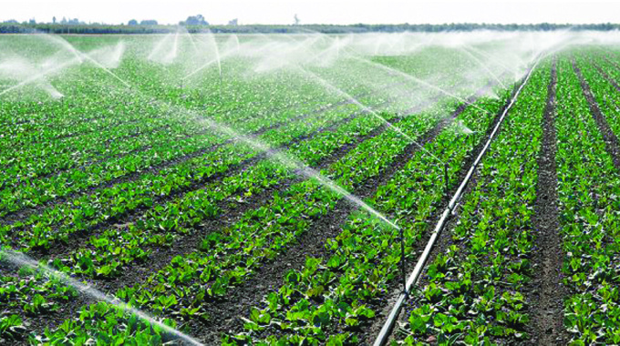 Irrigation offers cotton farmers hope