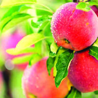 How to plant fruit trees