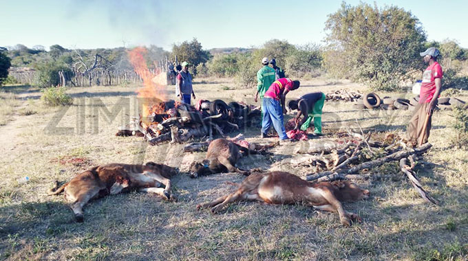 Vet services slaughter, burn cattle illegally moved from quarantine