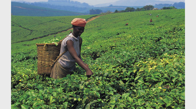 Horticulture farmers in Honde decry input costs