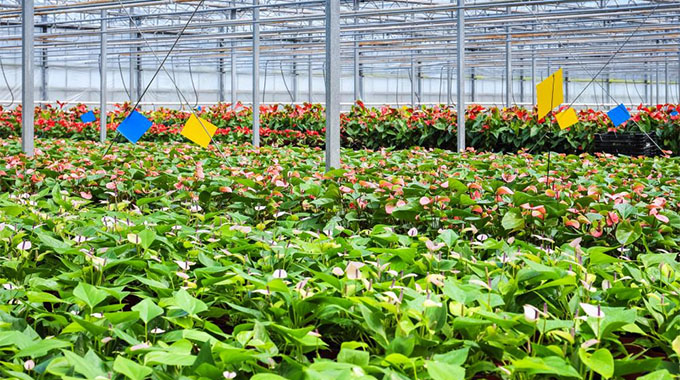 Lack of funding hinders horticultural exports