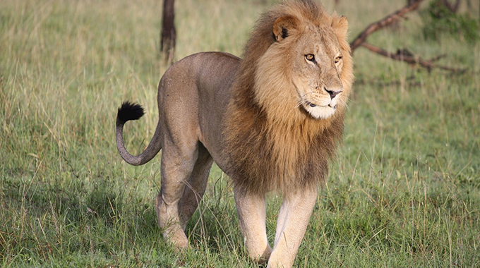 Zimparks kill stray lion, hunt for others still on in Masvingo