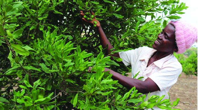 Macadamia farmers struggle to get funding