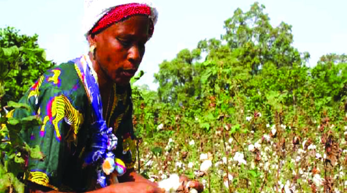 AMA licences six firms to buy cotton