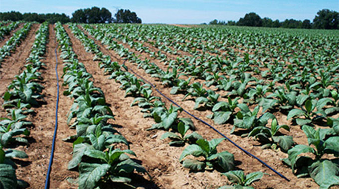 Tobacco exports surge 40pc, as planting of season’s crop stutters