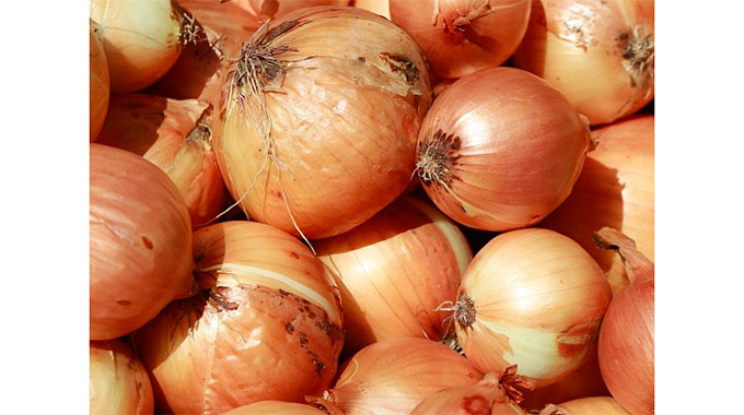 Onion season look auspicious for farmers