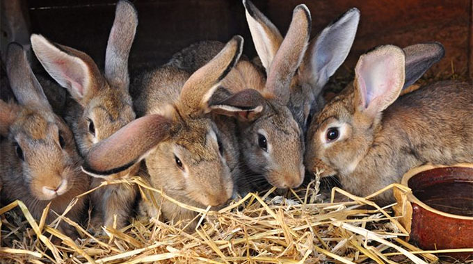 Rabbit industry emerges from woods