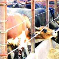 Livestock movement in eastern parts banned